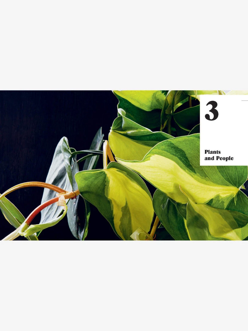 MACMIL01 Plant Therapy 5 MACMIL01 Plant Therapy