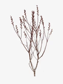 HAECKE01 Haeckels Bog Myrtle Incense Cones Meditation Equipment