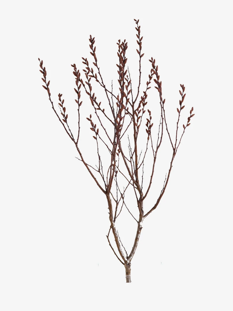 HAECKE01 Haeckels Bog Myrtle Incense Cones Meditation Equipment 4 HAECKE01 Haeckels Bog Myrtle Incense Cones Meditation Equipment