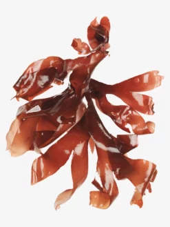 HAECKE01 Beauty & Home Gifts Haeckels Eco Marine Facial Cream