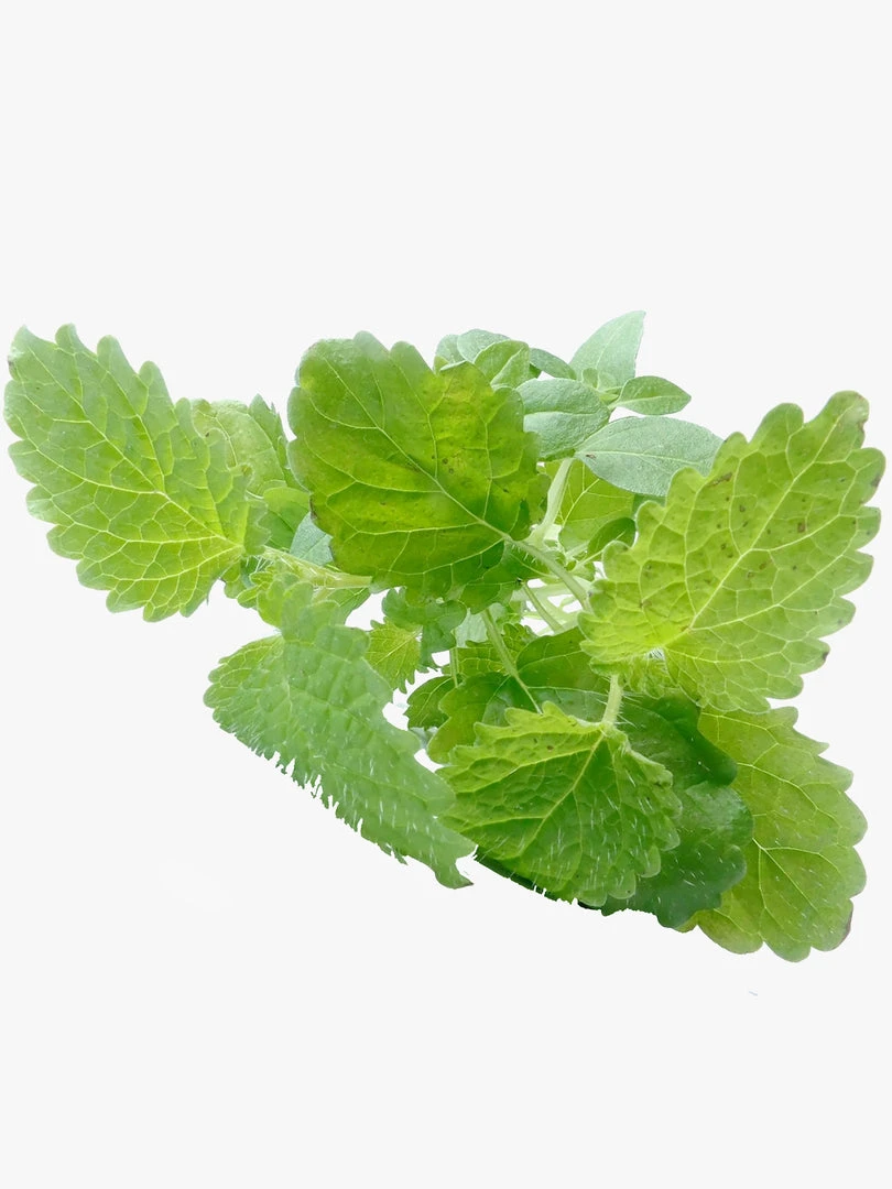 HAECKE01 Haeckels Lemon Balm Incense Cones Wellbeing & Lifestyle 4 HAECKE01 Haeckels Lemon Balm Incense Cones Wellbeing & Lifestyle