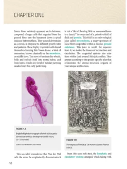 BOOKSO01 Spiral Bound Integrated Anatomy For Yoga