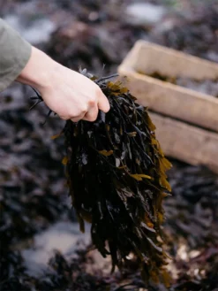 HAECKE01 Ethical & Eco-Friendly Gifts Haeckels Traditional Seaweed Bath