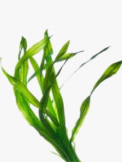 HAECKE01 Haeckels Kelp Bioferment Ethical & Eco-Friendly Gifts