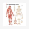 GAZELL01 Books Musculoskeletal System Laminated Poster
