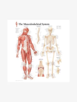 GAZELL01 Books Musculoskeletal System Laminated Poster