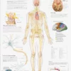 GAZELL01 Books The Nervous System Laminated Poster