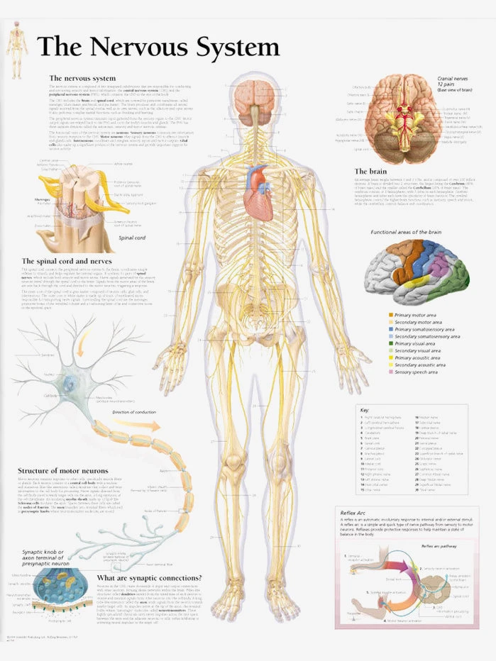 GAZELL01 Books The Nervous System Laminated Poster 3 GAZELL01 Books The Nervous System Laminated Poster