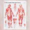 GAZELL01 Muscular System Female Laminated Poster Books