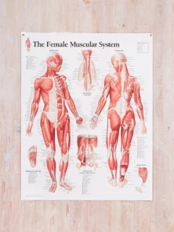GAZELL01 Muscular System Female Laminated Poster Books